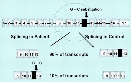 Schematic representation of the mutation effect. See the complete figure in the article beginning on page 1337.