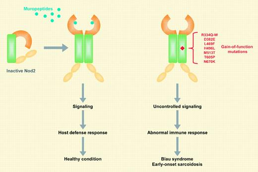 Model of Nod2 signaling in health and disease.