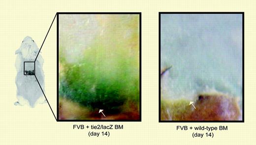 Contribution of bone marrow–derived EPCs to ischemia-induced neovascularization. See the complete figure in the article beginning on page 1068.