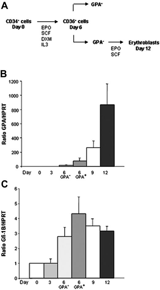 Figure 1. Induction of Gfi-1B during erythroid maturation of human primary cells. Expression of Gfi-1B was determined by real-time PCR and normalized using HPRT as a housekeeping gene. (A) A 2-step system of erythroid differentiation: CD34+ cells from PB were cultured in a serum-free medium in the presence of EPO, SCF, IL3, and DXM. After 6 days of culture, CD34 expression was lost, and nearly all the cells expressed the CD36 antigen at their surface. Cells were sorted according to the GPA expression, and CD36+/GPA– cells were then induced into terminal maturation in the presence of SCF and EPO alone. (B) Up-regulation of GPA expression during erythroid differentiation. GPA level mainly increased during the late steps of maturation (RT-PCR: n = 3, each in triplicate). (C) High expression of Gfi-1B during erythroid maturation. Gfi-1B level increased at day 6 of erythroid differentiation and was higher in the CD36+/GPA+ fraction than in the CD36+/GPA– one (RT-PCR: n = 3 each in triplicate). Data are expressed as mean ± SD.