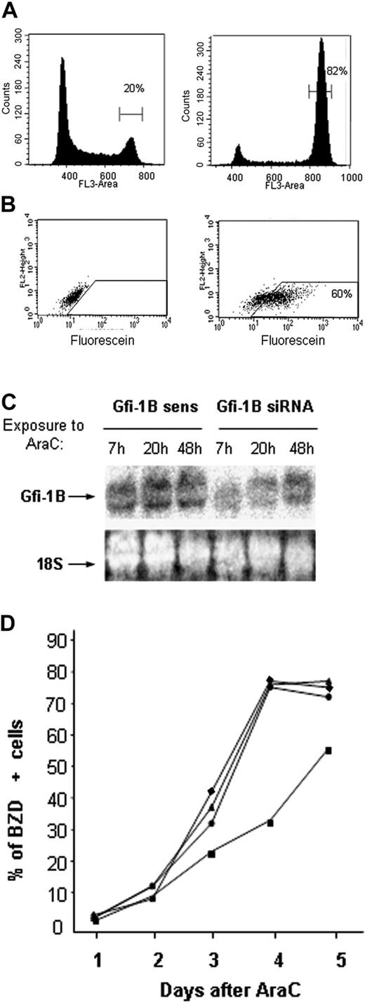 Figure 2. Effect of Gfi-1B knock-down by a RNAi strategy. (A) Antisense (left) or siRNA (right) Eg5 were electroporated in K562 cells. Percent of cells in G2/M phases of the cell cycle was determined 48 hours after electroporation. (B) A fluorescein-labeled nonrelevant siRNA was electroporated in K562 cells, and the percent of fluorescent cells was measured before (left) and the day after electroporation (right). (C) Gfi-1B expression determined by Northern blot analysis. The Gfi-1B–specific siRNA or the sense strand alone were electroporated in K562 cells, and Gfi-1B expression level was measured 7, 20, and 48 hours after electroporation. Ribosomal 18S RNA was used as control of RNA deposit. (D) siRNA delays AraC induced hemoglobinization of K562 cells. K562 cells were electroporated without (buffer, ♦) or with sense (▴), antisense (•), or siRNA (▪) and immediately exposed to aracytine. Benzidine staining was monitored each day.