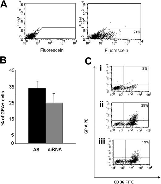 Figure 3. Gfi-1B knock-down delays acquisition of GPA in CD36+ cells. (A) Control of transduction efficiency in primary cells. CD34+ from PB (n = 3) were cultured during 5 to 6 days in serum-free medium with EPO, SCF, IL3, and DXM. Fluorescein-labeled nonrelevant siRNA were electroporated day 6 after the beginning of the culture. The percentage of fluorescein-positive cells was determined before (left) and the day after (right) electroporation. (B) CD34+ from CB (n = 3) or PB (n = 1) were cultured in the presence of EPO, SCF, IL3, and DXM during 5 to 6 days, then electroporated with the Gfi-1B–specific siRNA (siRNA) or the antisense strand alone (AS) as control. Cells were then cultured in presence of EPO and SCF. After 48 hours, GPA expression level was determined by flow cytometry (antisense versus siRNA: P = .047, n = 4). Data are expressed as mean ± SD. (C) Flow cytometry analysis of one representative experiment, showing CD36/GPA expression (i) before electroporation, (ii) 48 hours after electroporation with the antisense strand alone, (iii) 48 hours after electroporation with the Gfi-1B–specific siRNA.