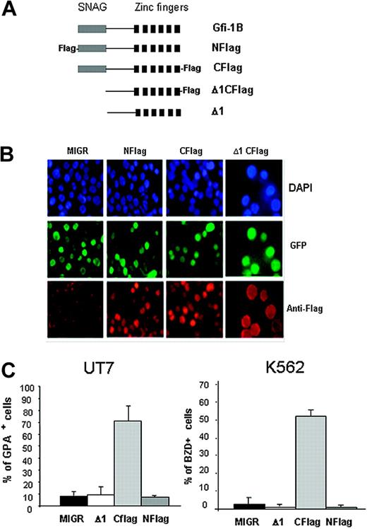 Figure 5. The SNAG domain of Gfi-1B is indispensable for induction of erythroid differentiation. (A) Schematic representation of the different constructs cloned into the retroviral vector MIGR. Full-length Gfi-1B (Gfi-1B), Flag-tagged at the N-terminus (NFlag) or at the C-terminus (CFlag), SNAG-deleted cDNA without (Δ1) or with (Δ1CFlag) at the C-terminus. (B) Immunofluorescence performed with an anti-Flag antibody showing a similar nuclear expression of all tagged proteins. DAPI staining reveals nucleus, all 4 populations are GFP positive, and anti-Flag antibody reveals Gfi-1B–infected cells. Cells were examined under a Nikon Eclipse E600 epifluorescence microscope equipped with an Apochromat Plan 60 ×/1.4 objective lens (Nikon, Tokyo, Japan). Images were acquired with a CoolSnap camera (Photometrics, Evry, France) and processed with Adobe Photoshop 7.0 software (Adobe, San Jose, CA). (C) Analysis of erythroid differentiation induced by Gfi-1B–forced expression. UT7 and K562 were infected with the empty MIGR or with the MIGR carrying the N-(Nflag) or the C-(Cflag) Flag or the deleted SNAG (Δ1) cDNA. GPA expression was determined by flow cytometry, 4 days after retroviral infection in UT7 cells (left). Hemoglobinization was determined by benzidine staining 6 days after infection of K562 cells (right). Data are expressed as mean ± SD.