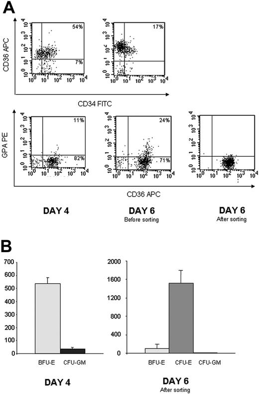 Figure 6. Characterization of CD34+ cells from PB cultured in serum-free medium in presence of EPO, SCF, DXM, and IL3 at day 4 (when the cells were retrovirally infected for the first time) and at day 6 (when the cells were sorted) (n = 3). (A) Flow cytometry analysis of one representative experiment showing that at day 4, most of the cells were still CD34 positive (71%), expressed CD36 but not GPA. At day 6, expression of CD34 was lost (17% positive), and cells were in majority CD36+/GPA–. (B) Colony-assay. 1 000 cells were plated in semisolid medium in presence of G-CSF, EPO, SCF, and IL3. Colonies were counted at day 7 for CFU-E and at day 14 for BFU-E and CFU-GM. Results are expressed as the number of colonies per 5 000 cells. Cells plated at day 4 are BFU-E (left). Infected CD36+/GPA– cells sorted after 6 days in culture gave rise to CFU-E (right). Data are expressed as mean ± SD.