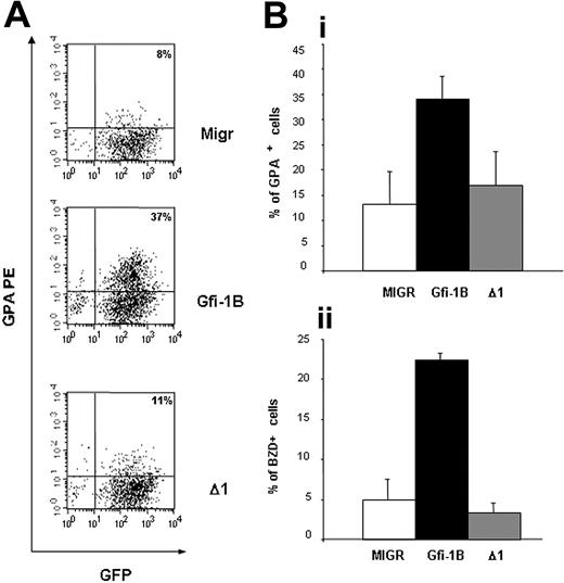 Figure 7. Overexpression of Gfi-1B in human CD36+/GPA– cells induces expression of GPA in the absence of EPO. CD34+ from PB were cultured in the presence of EPO, SCF, IL3, and DXM. The cells were then transduced twice with the different retroviral vector (MIGR, full-length Gfi-1B, or SNAG-deleted Gfi-1B, Δ1) at day 4 and day 5 of the culture. Infected CD36+/GPA– cells were sorted at day 6 of culture in the presence of IL3, EPO, SCF, and DXM and cultured in the presence of SCF, without EPO. GPA expression and BZD staining were evaluated 48 and 72 hours after EPO removal. (A) Flow cytometry analysis of the cells 48 hours after cell sorting (one representative experiment). In cells overexpressing full-length Gfi-1B, expression of GPA was higher than in cells transduced with the empty vector MIGR or with the SNAG-deleted Gfi-1B cDNA. (B) Induction 48 hours after cell sorting of erythroid markers determined by flow cytometry using antibody against GPA (i) (MIGR versus Gfi-1B: P = .01, n = 4; MIGR versus Δ1: P > .05) and by benzidine staining (ii) (MIGR versus Gfi-1B: P = .001, n = 4; MIGR versus Δ1: P > .05). Data are expressed as mean ± SD.
