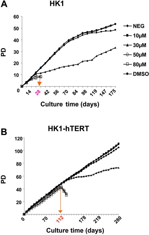 Figure 7. Effects of high-dose BIBR1532 on human fibroblast cells (HK1). Proliferation of HK1 fibroblasts upon exposure of indicated concentrations of BIBR1532. (A) Wild-type HK1 cells. (B) HK1 cells expressing ectopic hTERT. The red arrow and label on the x-axis indicate the time point of cell death. Summary of corresponding telomere length values of wild-type HK1 and HK1-hTERT is presented in Tables 5 and 6, respectively.