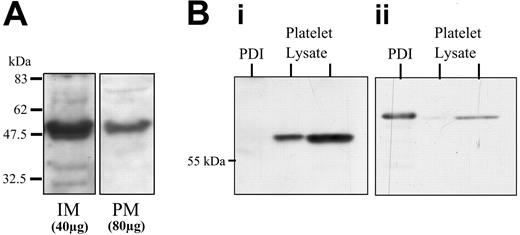 Figure 1. Localization of ERP5 and specificity of anti-ERP5 antibodies. (A) Localization of ERP5 to intracellular and plasma membranes of human platelets. Human (IM 40 μg) and PM (80 μg) membranes from resting platelets prepared by high-voltage free-flow electrophoresis were separated by SDS-PAGE and immunoblotted. ERP5 protein was detected by means of specific polyclonal antibodies. (B) Specificity of anti-ERP5 antibodies. Recombinant human PDI (4 μg) and human platelet lysates (4 μg and 20 μg) were Western blotted and probed for ERP5 (i) and PDI (ii) by means of sheep polyclonal anti-ERP5 and mouse monoclonal anti-PDI, respectively.