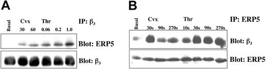 Figure 7. Stimulation-dependent association of ERP5 with integrin β3. Platelets (1 × 109/mL) were stimulated in the presence of EGTA, apyrase, and indomethacin at varying concentrations of convulxin (ng/mL) or thrombin (U/mL) for 90 seconds (panel A), or at fixed concentrations of agonist (100 ng Cvx, 1.0 U Thr) for increasing durations (panel B). Following sample lysis, proteins were precipitated and separated with specific antibodies and protein A–sepharose. Immunoblotting was used to show interacting proteins. Blots were stripped and reprobed to verify equivalent levels of target antigen in each sample lane.