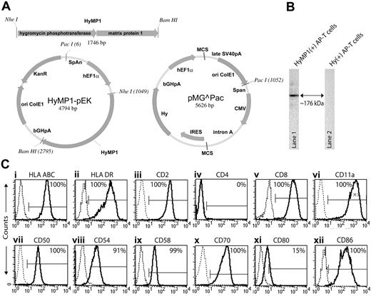 Figure 1. Genetic modification of T-APCs. (A) Schematic of HyMP1 cDNA and plasmid expression vectors. The HyMP1 cDNA consisting of a 5′ hygromycin phosphotransferase segment and a 3′ influenza A matrix protein-1 (HyMP1) is shown with its flanking NheI and BamHI restriction enzyme (RE) sites. This transgene was cloned into the multiple cloning site (MCS) under control of the hEF1α hybrid promoter in the plasmid HyMP1-pEK. Plasmid pMGP̂ac contains the hygromycin phosphotransferase (Hy) cDNA, under control of the human CMV immediate early (IE) promoter. The bovine growth hormone (bGhpA), late SV40 poly A sites (SV40pA), synthetic poly A and pause site (SpAn), Escherichia coli origin of replication (ori ColE1), and unique RE sites are shown. The PacI RE site was used to linearize the plasmids before electroporation. (B) Chemiluminescence Western immunoblot of recombinant HyMP1. Whole-cell protein lysates from T-APCs genetically modified with HyMP1-pEK (lane 1) or pMGP̂ac (lane 2) plasmids, along with molecular weight controls (not shown), were resolved by PAGE under reducing conditions. Western blotting with MP1-specific antibody was used to detect the approximately 176-kDa HyMP1 fusion protein. (C) Phenotype of T-APCs by flow cytometry. Histograms of binding of fluorescence-labeled cell-surface marker–specific mAbs (bold line) relative to isotype control or unstained cells (dotted line) to CD8+ T-APCs genetically modified with HyMP1-pEK are shown. T-APCs were stained and analyzed by flow cytometry between days 10 and 14 of a 2-week in vitro OKT3 stimulation cycle. The flow cytometry histograms are almost identical for CD8+ Hy+MP1neg T-APCs genetically modified with pMGP̂ac (data not shown). The relative percentage of cells in each gate is indicated.