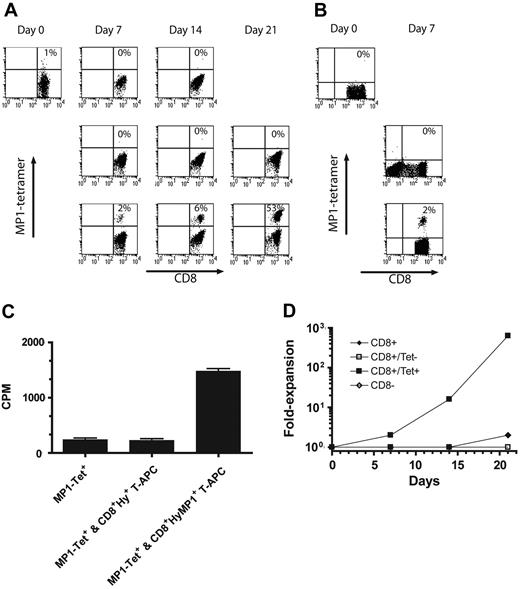 Figure 2. Generation of MP1-specific T cells by coculture with T-APCs. (A) Expansion of MP1-tetramer+ T cells by coculture with autologous CD8+HyMP1+ T-APCs. PBMCs from a homozygous HLA-A2+ donor were cocultured for 21 days with 5 U/mL rhIL-2 in the presence of (top row) CM alone or (middle row) a 5:1 (responder/stimulator) ratio of autologous γ-irradiated hygromycin B–resistant CD8+Hy+MP1– T-APCs (transfected with the plasmid pMGP̂ac), or (bottom row) autologous γ-irradiated CD8+HyMP1+ T-APCs (transfected with the plasmid HyMP1-pEK). Cultures were supplemented with irradiated T-APCs every 7 days. Responding cells were analyzed at the indicated time points by flow cytometry using FITC-conjugated anti-CD8 and PE-conjugated MP1-HLA-A2*0201 tetramer. Propidium iodine+ cells were excluded from analysis. T-APCs themselves are MP1-tetramerneg (data not shown). The percentage of tetramer+ T-cells is shown after electronic gating on CD8+ T cells. (B) Expansion of MP1-tetramer+ T cells by coculture with autologous CD4+ HyMP1+ T-APCs. PBMCs from a heterozygous HLA-A2+ donor were cocultured for 7 days with 5 U/mL rhIL-2 in the presence of (top row) CM alone, (middle row) a 5:1 (responder/stimulator) ratio of autologous γ-irradiated hygromycin B–resistant CD4+Hy+MP1– T-APCs (transfected with the plasmid pMGP̂ac), or (bottom row) autologous γ-irradiated CD4+HyMP1+ T-APCs (transfected with the plasmid HyMP1-pEK). Responding cells were analyzed at the indicated time points by flow cytometry using anti–CD8-FITC and PE-conjugated MP1-HLA-A2*201 tetramer. The percentage of tetramer+ T cells is shown after electronic gating on CD8+ T cells. (C) Proliferation of CD8+MP1-tetramer+ T cells on T-APCs. 5 × 104 HLA A2+ CD8+ MP1-tetramer+ T-cells were cocultured at a 1:1 (responder/stimulator) ratio with media or with thawed γ-irradiated autologous CD8+Hy+ and CD8+HyMP1+ T-APCs. The analysis was performed in quadruplicate, and the mean incorporated 3H-thymidine is shown along with SD. (D) Numerical expansion of CD8+MP1-tetramer+ T cells by T-APCs. 25 × 106 HLA A2+ PBMCs were cocultured for 21 days at a 5:1 (responder/stimulator) ratio in low-dose rhIL-2 with thawed γ-irradiated autologous CD8+HyMP1+ T-APCs. Cultures were supplemented with irradiated T-APCs every 7 days. Viable cells were counted based on the trypan blue dye exclusion method.