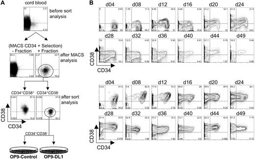 Figure 1. Flow cytometric analysis of CD34 and CD38 expression following isolation from human cord blood and long-term coculture with OP9-control cells or OP9-DL1 cells. (A) Human HSCs were isolated into CD34+ and CD34– fractions from human cord blood following a CD34-positive selection protocol on AutoMACS. As a reference for fold enrichment, we show CD34 by CD38 expression on Ficolled cord blood before and after AutoMACS enrichment. The CD34+ fraction obtained following AutoMACS was then sorted for the expression of CD34+CD38+ and CD34+CD38– cells. The CD34+CD38– cell population was then seeded onto OP9-control cells or OP9-DL1 cells. (B) CD34+CD38– cells sorted from human cord blood were cocultured with OP9-control (top 2 rows of histograms) or OP9-DL1 (bottom 2 rows of histograms) stromal cells for 49 days. Initiation of differentiation and maintenance of hematopoietic potential was evaluated approximately every 4 days of coculture through the loss and gain of CD34 and CD38 expression, respectively.