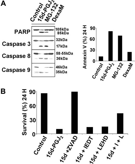 Figure 2. Functional involvement of caspases in 15d-PGJ2-induced apoptosis. (A) HS-Sultan cells were treated with 10 μM 15d-PGJ2, 0.25 μM proteasome inhibitor MG-132, 10 μM dexamethasone (DexaM), or control diluent for 8 or 24 hours. Whole-cell lysates at 8 hours after treatment were immunoblotted with the indicated antibodies (left panel). Apoptosis was evaluated at 24 hours by annexin V-PI staining using flow cytometry (right panel). (B) HS-Sultan cells were pretreated with 20 μM of the pancaspase inhibitor ZVAD-FMK (ZVAD), the caspase-8 inhibitor IETD-FMK (IEDT), the caspase-9 inhibitor LEHD-FMK (LEHD), or with a combination of IETD-FMK and LEHD-FMK (I + L), one hour before exposure to 15d-PGJ2 (10 μM). Cell survival, evaluated at 24 hours after 15d-PGJ2 treatment, is expressed as the percentage of annexin V--PI- cells measured by FACS analysis. The results are representative of 3 independent experiments.