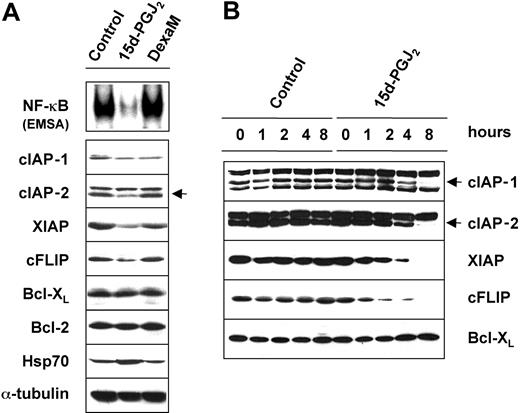 Figure 5. 15d-PGJ2 down-regulates the expression of cellular inhibitor-of-apoptosis proteins (cIAPs) and cFLIP. (A) HS-Sultan cells were treated with 10 μM 15d-PGJ2,10 μM dexamethasone (DexaM), or control diluent for 8 hours. Whole-cell lysates were assayed for NF-κB DNA-binding activity by EMSA (top panel) or immunoblotted with the indicated antibodies (lower panels). Inhibition of NF-κB by 15d-PGJ2 is associated with a decrease in the expression of cIAP-1, cIAP-2, cFLIP, and XIAP. (B) Time-course modulation of IAP protein expression in HS-Sultan cells treated with 15d-PGJ2 (10 μM) or control diluent. At the indicated times, the levels of cIAP-1, cIAP-2, XIAP, cFLIP, and Bcl-XL were determined by Western blot analysis. cIAP-1 and cIAP-2 bands are indicated by arrows.
