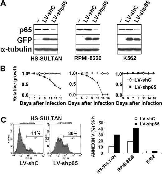 Figure 7. Inhibition of p65 expression induces apoptosis in HS-Sultan and RPMI-8226 cells. (A) HS-Sultan, RPMI-8226, and K562 cells mock-transduced (-) or transduced with the LV-shp65 or the mutated control LV-shC vectors were lysed 72 hours after infection, and whole-cell lysates were immunoblotted with antibodies to p65, GFP, and α-tubulin, as a loading control. (B) Growth-inhibiting function of p65 RNA interference in HS-Sultan and RPMI-8226 cells. HS-Sultan (left), RPMI-8226 (middle), and K562 cells (right) were transduced with the PGK-GFP LV-shC (♦) or LV-shp65 (▪) lentiviral vectors. The percentage of GFP-positive cells was determined by flow cytometry and monitored every 48 hours beginning at day 3 after infection for a period of 2 weeks. Decrease of GFP-positive population over time indicates a relative growth disadvantage. (C) p65 RNA interference induces apoptosis in HS-Sultan and RPMI-8226 cells. (Left) Histograms of FACS analysis of annexin V staining in HS-Sultan cells 5 days after infection with LV-shp65 or control LV-shC vectors. (Right) Apoptosis in HS-Sultan, RPMI-8226, and K562 cells transduced with either LV-shp65 (▪) or control LV-shC (□) vectors was evaluated by FACS analysis of annexin V+ cells 4 days after transduction. The results are representative of 3 independent experiments.