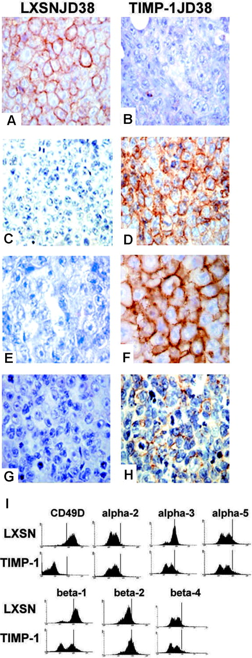 Figure 2. Effect of TIMP-1 on the plasmablastic differentiation of Burkitt lymphoma cells. Immunostaining panel shows down-regulation of germinal center marker CD10 (B) and up-regulation of the plasma cell marker CD138 (D) in TIMP-1JD38 tumor sections as compared with LXSN-JD38 control sections in panels A and C, respectively. Expression of CD30 (F) and CD44 (H) are also shown in TIMP-1+ tumors, whereas LXSN tumors are negative (E,G); original magnification × 400. (I) FACS analysis of integrin expression profile demonstrates down-regulation of β-1 (CD29), α-3, and CD49 on the cell surface of TIMP-1JD38 tumor cells as indicated in the histograms by a shift to the left of vertical bars by comparison with LXSN-JD38 control cells; no changes in the expression of other integrins are detected. Sections were examined under an Olympus BX41 microscope using UPLAN F1 40 ×/0.75 objective lenses. DAB shows specific staining in brown. Digital images were obtained with an Olympus DP12 (Olympus, Melville, NY) and imported with an Olympus Camedia USB Smartmedia card into AdobePhotoshop 7.0 (Adobe Systems, San Jose, CA) for processing.