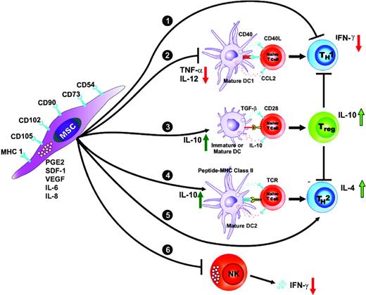 Figure 6. Proposed mechanisms of action of MSCs. We propose that MSCs mediate their immunomodulatory effects by interacting with cells from both the innate (DC, pathways 2-4; NK cell, pathway 6) and adaptive immunity systems (T cell, pathways 1 and 5). MSC inhibition of TNF-α secretion and promotion of IL-10 secretion may affect DC maturation state and their functional properties, resulting in skewing the immune response toward in an anti-inflammatory/tolerant phenotype. Alternatively, when MSCs are present an inflammatory microenvironment, they inhibit IFN-γ secretion from TH1 and NK cells and increase IL-4 secretion from TH2 cells, thereby promoting a TH1 → TH2 shift. It is likely that MSCs also mediate their immunomodulatory actions by direct cell-cell contact as well as by secreted factors. Several MSC cell-surface molecules and secreted molecules are depicted. CCL indicates chemokine ligand; TCR, T-cell receptor.