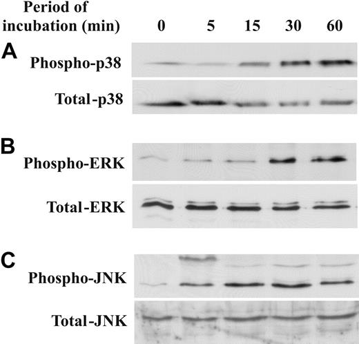 Figure 3. Trx80 induces phosphorylation of p38, ERK, and JNK in TAMs. TAMs were produced by exposure of CD14+ monocytes to 100 nM Trx80 for the time periods indicated. The levels of phosphorylation of p38 (A, top), ERK (B, top), and JNK kinase (C, top) were determined by Western blotting of whole-cell lysates using antibodies specific for the phosphorylated, activated forms. The corresponding Western blots for the total levels of these kinases are depicted in the bottom panels. One representative experiment is shown.