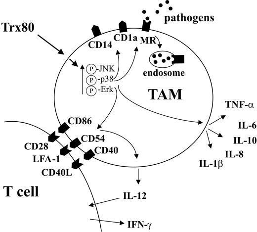 Figure 5. Proposed mechanism by which Trx80 stimulates differentiation of CD14+ monocytes into TAMs and the functional consequences of this differentiation. A schematic model of how Trx80 induces differentiation of CD14+ monocytes into TAMs. Please note that for IL-12 production, interaction with T cells is required. For further details, see “Discussion.”