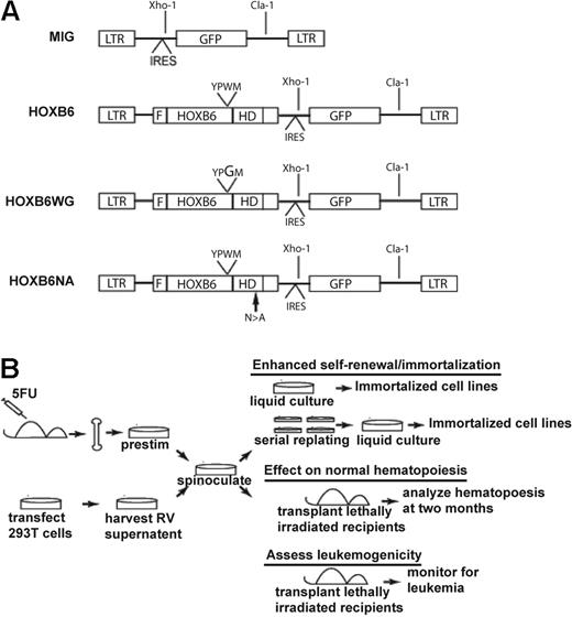 Figure 1. Retroviral vectors and experimental design. (A) The HOXB6 vector was constructed by cloning the cDNA encoding HOXB6, modified by the addition of an N-terminal FLAG epitope into the multiple cloning site of the MSCV-IRES-EGFP control vector. The HOXB6WG vector was constructed by introducing a single amino acid W → G substitution at position 130 within the conserved YPWM PBX-interaction motif (PIM). Similarly, the HOXB6NA vector includes one amino acid N → A substitution at position 196 within the homeodomain. The unique XhoI and ClaI restriction sights used for Southern blot analysis are shown. Digestion with both enzymes releases a 1.3-kb proviral fragment, whereas digestion with BamHI or XhoI alone cuts the provirus once, thus generating unique-sized fragments for individual viral integrations. LTR indicates long terminal repeat; F, N-terminal flag epitope; HD, homeodomain; 5FU, 5-fluorouracil; and RV, retroviral. (B) Schematic representation of experimental design.