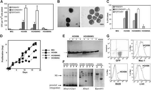 Figure 2. Overexpression of HOXB6 in bone marrow progenitors results in enhanced self-renewal and immortalization in vitro. (A) Results of 2 independent serial replating assays performed in duplicate demonstrated increased myeloid CFC frequency with successive replating for HOXB6 and HOXB6WG vectors, whereas CFC frequency rapidly declined in bone marrow transduced with HOXB6NA or MIG control. Results shown are means ± SD. P < .005 for comparison of HOXB6 or HOXB6WG with MIG in secondary and tertiary cultures. (B) HOXB6- and HOXB6WG-transduced marrow frequently produced dense colonies with little peripheral migration (left). Wright-Giemsa–stained cytospins of well-isolated dense colonies revealed these cells had blastlike morphology and thus the colonies were subclassified as CFU-blasts (right). CFC and cytospin images were obtained using an Axiovert 25 inverted microscope equipped with an AccuPlan 4 ×/0.10 objective lens (Carl Zeiss, Thornwood, NY) or a BH2 upright microscope equipped with a D Plan 100 ×/1.25 objective lens (Olympus America, Melville, NY). Images were captured with a Nikon Coolpix 4500 digital camera (Nikon USA, Torrence, CA) and enhanced using Nikon Photoimpression 4.0 software (Nikon USA). (C) Percentage of CFC composed of CFU-blasts increased with successive replatings in HOXB6- and HOXB6WG-transduced marrow, whereas HOXB6NA and MIG cultures had few or no CFU-blasts. P less than .005 for frequency of CFU-B in HOXB6 and HOXB6WG marrow versus MIG or HOXB6NA for all platings. Results shown are means ± SD for 2 independent experiments performed in duplicate. (D) Cell proliferation assays demonstrate exponential growth of HOXB6- and HOXB6WG-transduced bone marrow, whereas MIG-transduced cell cultures ceased to grow after approximately 4 weeks. The apparent intermediate growth of the HOXB6NA marrow was due to outgrowth of mast cells. (E) Western blot of lysates from HOXB6-immortalized cell lines showing robust expression of HOXB6. A HOXA9-immortalized cell line is used as a negative control. (F) Southern blot analysis of DNA isolated from immortalized cell lines using a fragment of EGFP cDNA as a probe. Digestion of genomic DNA with BamHI or XhoI alone cuts the provirus once liberating a unique-sized fragment for each proviral integration. One proviral integration was detected for all lines tested except HOXB6WG line 4, which may be oligoclonal or represent a single clone with multiple viral integrations. NS indicates nonspecific band. (G) FACS analysis of HOXB6-immortalized cell lines. In the top left panel, EGFP expression is shown on the x axis and FL-2 fluorescence in the unstained specimen is shown on the y axis. In the remaining 3 FACS histograms, Mac-1, B220, and c-kit staining are shown on the x axis (dark lines). The unstained cell line is overlaid as a control (light lines). Cell lines also had high Gr-1, intermediate F4/80, and negative CD8 expression (data not shown).