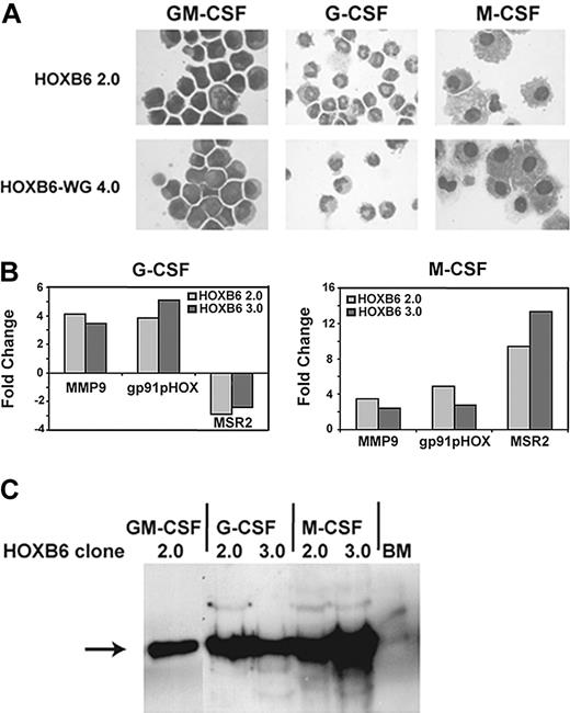 Figure 3. HOXB6-immortalized cell lines are able to differentiate into neutrophils and monocytes when grown in the presence of G-CSF or M-CSF, respectively. (A) Representative photomicrographs from HOXB6 and HOXB6WG cell lines grown in the presence of GM-CSF, G-CSF, or M-CSF. Images were acquired as described for Figure 1. (B) Morphologic evidence of differentiation is accompanied by characteristic changes in gene transcription measured by real-time Q RT-PCR. Granulocytic differentiation is accompanied by up-regulation of MMP9 and gp91pHOX, whereas expression of MSR2, a gene normally expressed late in monocytic differentiation, is down-regulated. M-CSF–induced monocytic differentiation, in contrast, is accompanied by up-regulation of MSR2 in addition to less pronounced increases in MMP9 and gp91pHOX. Results shown are for 2 independently derived HOXB6 cell lines. Q RT-PCR assays were performed in triplicate. (C) Differentiation in response to G-CSF or M-CSF occurs without significant change in HOXB6 expression as assayed by Western blot. Cells grown in GM-CSF containing media and whole unfractionated bone marrow were used as positive and negative controls, respectively.