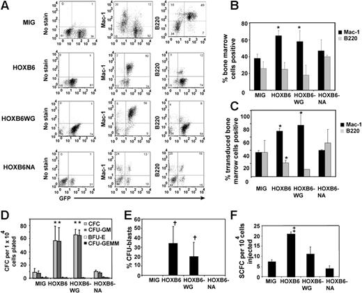 Figure 5. HOXB6 overexpression expands myeloid precursors and impairs B lymphopoiesis. (A) Representative FACS plots from bone marrow suspensions of primary transplant chimeras killed 1 to 2 months after transplantation. For all plots, EGFP expression (a marker for transduced cells) is represented on the x-axis, and the y-axis represents staining with Mac-1, B220, or no antibody (also see Figure S1). (B) HOXB6 and HOXB6WG transplant chimeras have an increase in frequency of myeloid cells (Mac-1+) in the bone marrow. n = 5 for MIG and HOXB6, 3 for HOXB6WG, and 2 for HOXB6NA. *P less than .05 versus MIG. (C) The increase in myeloid progenitors was due to a predominance of myeloid forms among HOXB6- and HOXB6WG-transduced cells. Additionally, HOXB6-transduced marrow had a decrease in B220+ cells, whereas a similar trend existed for HOXB6WG. *P < .05 versus MIG. Results from panels B and C represent mean percentages ± SD. (D) HOXB6 and HOXB6WG overexpression produced an approximately 5-fold increase in CFC production. Results shown are mean CFC production per 10 000 cells plated ± SEM. n = 4 mice for MIG and 3 for HOXB6, HOXB6WG, and HOXB6NA. The increase in CFC was due almost entirely to expansion of CFU-GMs. *P = .03 versus MIG. (E) HOXB6 and HOXB6WG marrow had significantly increased CFU-Bs when compared with MIG controls. Results represent mean percentages ± SD. n as for panel D. †P = .001 and .01, respectively, for HOXB6 and HOXB6WG versus MIG. (F) Bone marrow from HOXB6 and HOXB6WG chimeras had an increase in spleen colony-forming cells (SCFCs) as measured by the CFU-S12 assay. Results represent mean SCFCs per 1 × 104 cells injected ± SEM for 3 (MIG and HOXB6WG) or 2 (HOXB6 and HOXB6NA) individual experiments. n = 20, 12, 19, and 10 recipients for MIG, HOXB6, HOXB6WG, and HOXB6NA, respectively. ‡P less than .005 versus MIG.