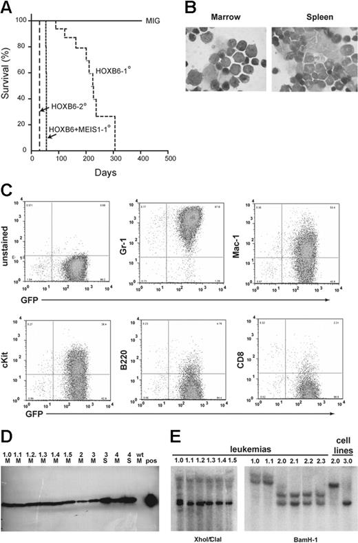 Figure 6. HOXB6 overexpression results in delayed AML. (A) HOXB6 primary transplant chimeras developed fatal acute myeloid leukemia with a latency of approximately 8 months (median, 223 days; range, 83-261 days). Leukemias were transplantable with a rapid disease onset. (B) Leukemic blasts had immature morphologic appearance on Wright-Giemsa–stained cytospins; however, there was a variable expression of monocytic features such as increased cytoplasm, cytoplasmic vacuolization, and nuclear indentation. Leukemic blasts infiltrated all tissues examined including spleen, thymus, liver, kidneys, and lung (data not shown). Image acquisition was performed as described for Figure 1. (C) FACS analysis of leukemic cells, with EGFP expression on the x-axis and lineage markers on the y-axis, demonstrates the blasts express myeloid markers Gr-1 and Mac-1 as well as c-kit. The blasts do not stain for lymphoid antigens B220 or CD8. (D) HOXB6 protein was easily detected in bone marrow (M) and spleen (S) lysates from both primary and secondary recipients. Wild-type (wt), unfractionated BM was used as a negative control, and HOXB6-transfected 293-T packaging cells were used as positive control (pos). (E) Southern blot analysis of 2 HOXB6-induced primary leukemias and secondary recipients. XhoI/ClaI double digest confirms proviral integration in all leukemias (left). BamHI single digest indicates the primary leukemias were clonal (#1) or oligoclonal versus clonal with 2 proviral integrations (#2) and were transmitted to secondary recipients.