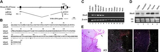 Figure 1. The mouse RhoH gene structure and restricted expression of RhoH in hematopoietic cells. (A) Mouse RhoH genomic locus and its mRNA. E1, E2, and E3 represent 3 individual exons. The untranslated and translated sequences are shown in filled and open boxes, respectively. (B) Alignment of the amino acid sequences of human and mouse RhoH. *Indicates identical amino acid. Bold letters indicate residues at 2 key sites critical for GTPase activity and different from those at corresponding positions in most other Rho GTPases. (C) Expression of RhoH in mouse tissues and cells assayed by RT-PCR analysis using primers P01 and P02 shown in panel A. β-Actin was used as a loading control. (D) Northern blot analysis using total RNAs from mouse hematopoietic tissues and cells and a RhoH cDNA probe shown in panel A. The ethidium bromide–stained 28S and 18S rRNAs were used as loading controls. The results shown in panels C and D are representatives of 4 experiments. (E) In situ hybridization of RhoH transcript localization in adult mouse thymus. Microscopy of frozen tissue sections hybridized with radiolabeled antisense (AS; left and middle panels) or sense (S; right panel) RhoH cDNA probes. Bright field (left panel) and dark field (middle and right panels) images are shown at 200 × original magnification. The bright field signal is black and the dark field signal is white. In the paired bright and dark field images (left and middle panels), positive signals are present in thymocytes of the thymic cortex but not in nonlymphoid cells of fibrovascular and fibroadipose tissues (arrows). Representative images from 2 experiments are shown.