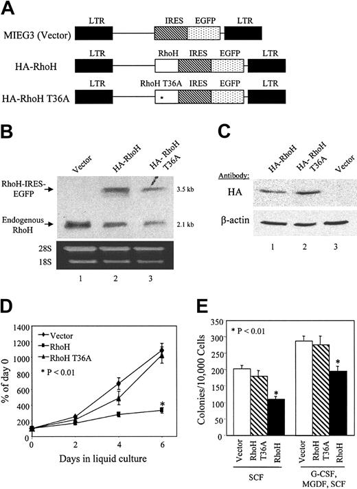 Figure 2. Retrovirus-mediated gene transduction of mouse bone marrow cells using vectors expressing RhoH and EGFP. (A) The bi-cistronic retroviral vectors expressing EGFP and hemagglutinin (HA)–RhoH (or HA-RhoH T36A). IRES indicates internal ribosome entry segment. LDBM cells were transduced with each of these 3 vectors. The EGFP+, c-Kit+ cells were sorted by fluorescence activated cell sorting (FACS) and used for the following assays. (B) Northern blot analysis using the RhoH cDNA probe showed levels of endogenous RhoH and exogenous RhoH-IRES-EGFP mRNAs. The ethidium bromide–stained 28S and 18S rRNAs were used as loading controls. (C) HA-RhoH and HA-RhoH T36A proteins in the transduced cells were examined by immunoblot probed for HA tag or β-actin as a control. (D) Cell expansion. Cells (1 × 105) were plated in 10% serum-containing medium with 100 ng/mL SCF. Cell numbers were counted every 2 days up to 6 days during culture. (E) Myeloid progenitor colony-forming unit assay. Cells were plated in methylcellulose in the presence of SCF alone or a cocktail of SCF, G-CSF, and MGDF. Colonies were enumerated 7 days later using an inverted microscope. In panels D and E, data represent the mean ± SD; n = 3. *P < .01, RhoH-versus vector-transduced cells. The results shown in panels B-D are representatives of more than 3 experiments.