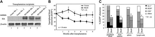 Figure 3. Effects of RhoH overexpression on hematopoietic progenitor cell engraftment in the lethally irradiated recipient mice. LDBM cells were transduced with MIEG3-HA-RhoH and vector control. A mixture of 40% transduced (EGFP+) and 60% untransduced (EGFP–) competitor cells was transplanted into the lethally irradiated recipient mice. (A) Expression of HA-RhoH protein in BM cells of the recipient mice at 6 months after transplantation. The nucleated BM cells from the representative recipients were used for immunoblot analysis probed for HA tag or β-actin as a loading control. The result is a representative of 3 experiments. (B) Reduced engraftment of RhoH-transduced HSC/Ps. The engraftment in PB of each recipient mouse was determined monthly by flow analysis of EGFP+ chimerism. Data represent the mean ± SD; n > 10 mice per group. *P < .01, RhoH-versus vector-transduced cells. (C) Engraftment and lineage distribution of RhoH-transduced cells in PB, BM, spleen, and lymph node of the recipients at 6 months after transplantation. Data represent the mean; n > 10 mice per group. *P < .01, RhoH-versus vector-transduced cells.