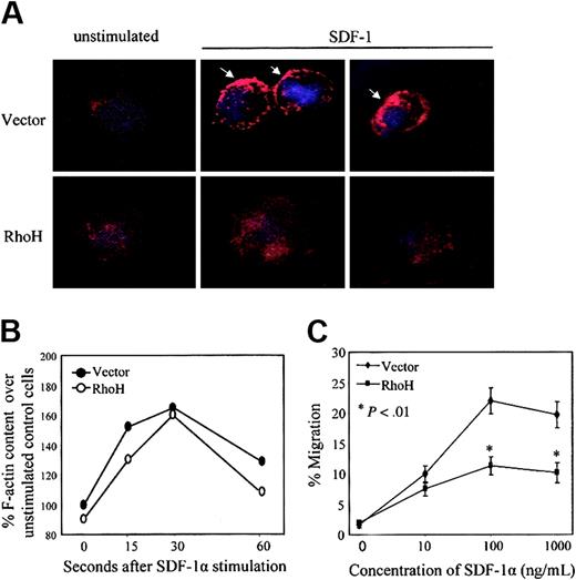 Figure 5. Effects of RhoH overexpression on F-actin polymerization, cortical F-actin localization, and migration of hematopoietic progenitor cells. The transduced and EGFP+, c-Kit+–sorted cells were used in the following assays. (A) F-actin subcellular localization. Cells were stimulated with SDF-1α (0 or 100 ng/mL) for 30 seconds before stained with rhodamine-labeled phalloidin (red) and 4′,6-diamidino-2-phenylindole (DAPI; blue). Fluorescence images (original magnification, × 400) were acquired on a Leica microscope with a deconvolution system. Images are representatives of more than 100 cells examined for each construct. Cortical F-actin localization is shown by arrows. (B) Quantitative analysis of F-actin polymerization by flow cytometry. Cells were stimulated with 100 ng/mL SDF-1α and stained with phalloidin–Alexa Fluor 633 for F-actin content. Data represent the percentage of F-actin content (MFI) over unstimulated vector-transduced cells. (C) Migration in a transwell chamber assay in response to SDF-1α (0-1000 ng/mL). Data represent the percentage of the migrated cells as the mean ± SD; n = 3. *P < .01, RhoH-versus vector-transduced cells. These results shown in each panel are representatives of 3 experiments.