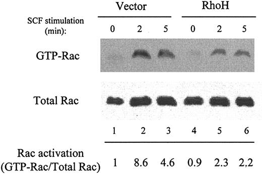 Figure 6. Reduced Rac activation in response to SCF in RhoH-transduced progenitor cells. Vector- and RhoH-transduced progenitor (c-Kit+, EGFP+) cells were stimulated with 100 ng/mL SCF for 0 to 5 minutes and used in a PAK1 effector pull-down assay. The levels of the active, GTP-bound Rac proteins were examined by immunoblot analysis using the anti-Rac antibody detecting both Rac1 and Rac2. The levels of total Rac proteins in whole-cell lysates were examined in parallel. One representative blot of 3 experiments is shown.
