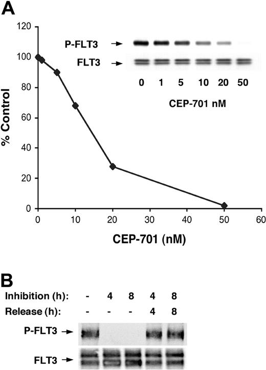 Figure 1. CEP-701 inhibits FLT3 autophosphorylation reversibly and induces cytotoxicity in EOL-1 cells. (A) EOL-1 cells were incubated with increasing concentrations of CEP-701. The graph shows cytotoxicity assessed by MTT assay after 48 hours. The inset shows whole-cell extracts (500 μg/sample) that were prepared after 1 hour of exposure to CEP-701 and immunoprecipitated with anti-human FLT3 antibody, followed by separation in 8% polyacrylamide gel electrophoresis and immunoblotting with antiphosphotyrosine antibody. The membrane was stripped and reprobed with anti-FLT3 antibody to demonstrate equal loading of FLT3 in each lane. (B) Aliquots of EOL-1 cells were incubated with 50 nM CEP-701 for 4 hours and 8 hours. Additional cell aliquots were then washed by PBS to remove the inhibitor and incubated for an additional 4 and 8 hours. Most of the cells from each of these time points were harvested for RNA preparation for microarray analysis. A small fraction was harvested for analysis of FLT3 phosphorylation status as shown.