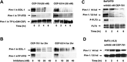 Figure 4. Pim-1 protein expression decreases in response to FLT3 inhibition. EOL-1, TF1/ITD, and BaF3/ITD cells were incubated with 50 nM CEP-701 or CEP-5214 for 0 to 6 hours or incubated with an increasing concentration of the inhibitors for 2 hours. Cell extracts were immunoprecipitated with anti-Pim-1 antibody followed by immunoblotting with the same antibody. (A) Time course of treatment with 50 nM CEP-701 or CEP-5214 in EOL-1, TF1/ITD, and TF1 (treated with GM-CSF) cells. (B) Dose response to increasing concentrations of CEP-701 or CEP-5214 treatment of EOL-1 and TF1/ITD cells for 2 hours. (C) Changes in Pim-1 expression, FLT3 phosphorylation, and expression in BaF3/ITD cells in response to treatment with 50 nM CEP-701 for increasing times. Note that mouse Pim-1 also expresses a 44-kDa isoform. (D) Pim-1 expression in BaF3 cells treated with IL-3 plus 50 nM CEP-701 for increasing times.
