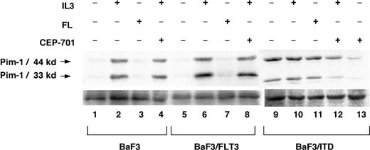 Figure 5. Pim-1 is expressed in BaF3/ITD cells but not by FL stimulation of BaF3/FLT3 cells. Comparison of Pim-1 expression in BaF3 cells, FLT3-transformed BaF3 cells, and FLT3/ITD-transformed BaF3 cells treated with or without IL-3, FL, or CEP-701. Cell extracts (100 μg/sample) were resolved by 12% polyacrylamide gel electrophoresis and immunoblotted with anti-Pim-1 antibody. Lanes 1, 5, and 9 have no cytokines or CEP-701 treatment; lanes 2, 6, and 10, IL-3 (1 ng/mL) for 2 hours; lanes 3, 7, 11, FL (10 ng/mL) for 2 hours; lanes 4, 8, 12, IL-3 (1 ng/mL) and 50 nM CEP-701 for 2 hours; and lane 13, 50 nM CEP-701 for 2 hours.