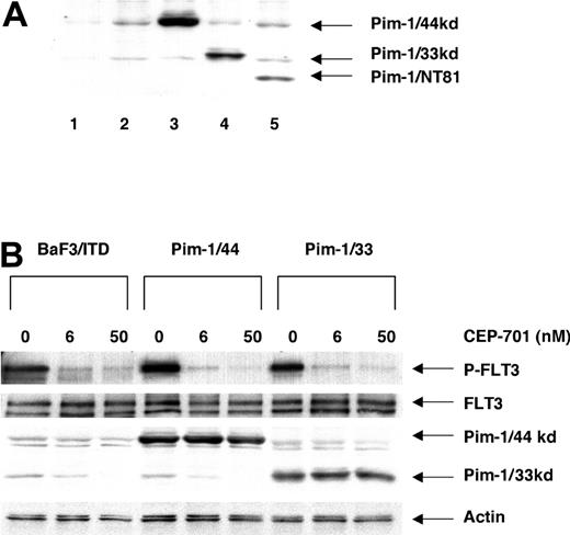 Figure 6. Expression of Pim-1 constructs in stably transfected BaF3 cells. (A) Expression of Pim-1 constructs was detected by monoclonal anti-Pim-1 antibody from abstracts of transfected cell lines. Extracts (100 μg/sample) were resolved by separation in 12% polyacrylamide gels and immunoblotted with anti-Pim-1 antibody. Lane 1 shows BaF3 cells deprived of IL-3 for 8 hours; lane 2, BaF3/ITD; lane 3, Pim-1/44 (44 kDa); lane 4, Pim-1/33 (33 kDa); lane 5, Pim-1/NT81 (27.5 kDa). (B) Expression of Pim-1, FLT3, and Actin after treatment with or without CEP-701 for 1 hour. Pim-1 and Actin were directly assessed by immunoblotting with the anti-Pim-1 and anti-Actin antibodies. FLT/ITD expression and phosphorylation were detected by immunoprecipitation with FLT3 antibody (S-18) followed by immunoblotting with 4G10.