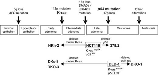 Figure 1. Genetic changes associated with CRC progression. The status of model CRC cell lines (HCT116 and DLD-1) with respect to changes in K-ras and p53 genes is indicated, in relation to the accepted model of CRC progression.1