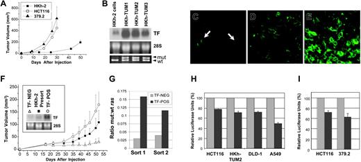 Figure 4. TF up-regulation cosegregates with increased malignancy of CRC cells. (A) Growth of HCT116 (○) and variant sublines HKh-2 (▪) and 379.2 (▴) in SCID mice. (B) Elevated TF mRNA expression was observed in HKh-2 tumors 50 days after injection of cells in vivo (top, middle); PCR-RFLP assay for detection of K-ras codon 13 mutation (bottom). The HKh-2 cell line used to establish tumors displayed a faint mutant K-ras band, suggesting the presence of rare revertant cells that sustained codon 13 mutations in the remaining undisrupted (wild-type) K-ras allele. Such cells were enriched in HKh-2 tumors, as indicated by the bright mutant K-ras band. TF immunohistochemical staining of (C) HKh-2 tumor, (D) HCT116 tumor, and (E) 379.2 tumor. Only rare, single TF+ cells (arrows in panel C) were observed in small early stage (day 7) HKh-2 tumors, whereas the greatest TF positivity was observed in 379.2 tumors, consistent with the levels of TF protein and mRNA expressed by these cells in vitro. (F) After sorting of cultured HKh-2 cells on the basis of TF positivity/negativity and injection into SCID mice, TF+ (TF-POS, ○) HKh-2 cells grew faster than the original HKh-2 (▪) cell population in vivo, whereas TF- (TF-NEG,▵) HKh-2 cells were relatively nontumorigenic. TF Northern blotting confirmed the purity of the sort (inset). Results from 1 of 2 independent sorting experiments are depicted. (G) The TF-POS cell subpopulation (▪) is enriched in revertant cells that express mutant K-ras, as indicated by the increased intensity of the mutant K-ras band (relative to the wild-type band, ▦). (H) Expression of dominant inhibitory Ras-N17 (▪) in mutant ras-expressing HCT116, HKh-TUM2, DLD-1, and A549 cells diminishes TF promoter activity relative to controls (▦). (I) Marked attenuation of TF promoter activity by pharmacologic inhibition of MEK1 (PD98059, 50 μM, ▪) downstream of Ras. This effect was observed in CRC cells harboring mutant K-ras (HCT116) and their derivatives with deleted p53 (379.2). ▦ indicates DMSO control. Error bars indicate standard deviation.