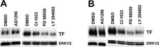 Figure 5. Downstream pathways regulating TF expression in CRC cells. (A) TF protein levels in mutant K-ras-dependent HCT116 cells were diminished by selective inhibition of the PI3K and MAPK pathways using LY294002 and PD98059, respectively. Specific inhibition of EGFR and ErbB2 kinases with CI-1033, a pan-ErbB inhibitor, slightly decreased TF levels, whereas PDGFR inhibition (AG1296) had no effect. (B) Similar results were observed in 379.2 cells, which have altered p53 function in addition to mutant K-ras. Inhibitor concentrations used were as follows: AG1296 (20 μM), CI-1033 (10 μM), PD98059 (50 μM), and LY294002 (20 μM).