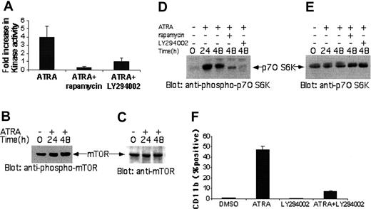 Figure 3. Activation of the kinase domain of the p70 S6 kinase by RA is FRAP/mTOR- and PI3′K-dependent, and PI3′K activity is required for differentiation of APL cells. (A) NB-4 cells were treated with RA for 48 hours. Two and a half hours prior to cell lysis, the indicated inhibitors were added in the cultures. The cells were subsequently lysed, and immunoprecipitated with an anti-p70 S6 kinase antibody or nonimmune rabbit immunoglobulin (RIgG). In vitro kinase assays to detect p70 S6K activity were subsequently carried out on the immunoprecipitates. The data are expressed as fold increase over untreated controls, and represent the mean plus or minus SE of 2 independent experiments. (B) NB-4 cells were incubated with RA for the indicated times. Total cell lysates were resolved by SDS-PAGE and immunoblotted with an antibody against the phosphorylated form of mTOR on serine 2448. (C) The blot shown in panel B was subsequently stripped and reprobed with an anti-mTOR antibody, to control for protein loading (right panel). (D) NB-4 cells were treated with RA for the indicated times. Two and half hours prior to cell lysis, rapamycin (20 nM) or LY294002 (50 μM) were added in the cultures, as indicated. Equal amounts of total cell lysates were analyzed by SDS-PAGE and immunoblotted with an antibody against the phosphorylated/activated form of the p70 S6 kinase on threonine 421 and serine 424. (E) The blot shown in panel D was stripped and reprobed with an anti-p70 S6 kinase antibody, to control for protein loading. (F) NB-4 cells were incubated with RA, in the presence or absence of the PI3′K inhibitor LY294002. The cells were subsequently stained with an anti-CD11b monoclonal antibody and analyzed by flow cytometry. The data represent mean ± SE of 3 experiments.