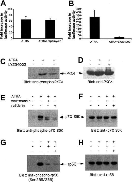 Figure 6. Binding of RARα to RAREs and RA-dependent gene transcription via RAREs is mTOR independent, but PI3′K sensitive. (A) MCF-7 cells were transfected with a RARE-luciferase construct. Forty-eight hours after transfection, cells were treated for 60 minutes in the presence or absence of rapamycin (20 nM). The cells were then incubated overnight with or without RA (1 μM), in the continuous presence or absence of rapamycin, and luciferase activity was measured. The data are expressed as fold increase in luciferase activity over RA-untreated control samples for each condition, normalized for β-galactosidase activity. Means plus or minus SE values of 3 independent experiments are shown. (B) MCF-7 cells were transfected with a RARE-luciferase construct. Forty-eight hours after transfection, cells were treated for 60 minutes in the presence or absence of LY294002 (50 μM). The cells were then incubated overnight with or without RA (1 μM), in the continuous presence or absence of LY294002, and luciferase activity was measured. The data are expressed as fold increase in luciferase activity over RA-untreated control samples for each condition, normalized for β-galactosidase activity. Means plus or minus SE values of 3 independent experiments are shown. (C) NB-4 cells were incubated with RA in the presence or absence of the PI3′K inhibitor LY294002. Equal amounts of total cell lysates were resolved by SDS-PAGE and immunoblotted with an antibody against the phosphorylated form of PKC-δ at Thr505. (D) The same blot shown in panel C was stripped and reprobed with an anti-PKC-δ antibody, to control for protein loading. (E) NB-4 cells were treated with RA in the presence or absence of the PI3′K inhibitor wortmannin (50 nM) or the PKC-δ inhibitor rottlerin (10 μM). Equal amounts of total cell lysates were resolved by SDS-PAGE and immunoblotted with antibody against the phosphorylated form of p70 S6K. (F) The blot shown in panel E was stripped and reprobed with an anti-p70 S6 kinase antibody. (G) Similar experiment to the one shown in panel E, except that immunoblotting was performed using an anti-phospho-235/236-ribosomal S6 protein (rpS6) antibody. (H) The blot shown in panel G was stripped and reprobed with anti-rpS6 antibody.