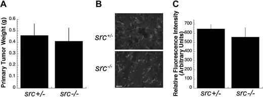 Figure 2. Primary tumor growth and tumor-induced neovascularization not affected in Src-deficient mice. (A) Syngeneic lung carcinoma cells (D121) were implanted subcutaneously in src–/– or control src+/– hosts and incubated for 12 days. Primary tumors were resected and weighed (n = 8). The difference in tumor weights grown in these hosts was insignificant (P > .44). (B) Tumor-induced neovascularization was determined by indirect immunofluorescence with the blood vessel marker CD31 in cryosections of primary D121 tumors from src–/– or control src+/– hosts. (C) Bar = 50 μm. The extent of CD31-positive staining blood vessels was determined as an indication of tumor-induced angiogenesis by quantitation of multiple random high-power fields from primary D121 tumors from src–/– or control src+/– hosts (P > .5) (n = 8). Quantitation of CD31 immunostaining was performed as described in “Materials and methods.” For panels A and C, error bars indicate standard error.