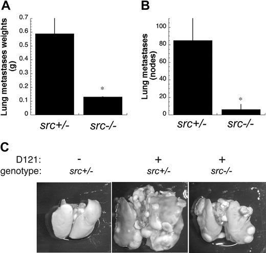 Figure 3. Reduced spontaneous tumor metastasis in Src-deficient host mice. Following subcutaneous injection of D121 lung carcinoma cells and resection of primary tumors, mice were incubated for an additional 16 to 18 days. Upon harvest, lungs were weighed (A) and examined for metastatic lung tumor nodes (B) (n = 8). Error bars indicate standard error. (C) There was a significant reduction in lung tumor burden in src–/– mice versus controls, as measured by wet lung weight (*P < .04) and tumor foci (*P < .05) (n = 8). (P values determined by 2-tailed unpaired Mann-Whitney test.) Representative stereomicrographs of lung tumor burden are shown from src–/– or control src+/– hosts.