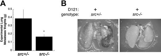 Figure 4. Reduced tumor burden in src–/– mice following experimental lung metastasis. Syngeneic D121 lung carcinoma cells were injected intravenously in the tail vein of src–/– and control src+/– mice, and lung tumor burden determined after 13 to 15 days, as described in “Materials and methods.” (A) Wet lung weights of D121 tumors from src–/– and src+/– are shown (*P < .036; n = 6). Error bars indicate standard error. (B) Representative stereomicrographs of lung tumor burden are shown from src–/– or control src+/– hosts.