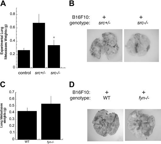 Figure 5. Reduced tumor burden in src–/– mice but not fyn–/– mice following experimental lung metastasis of invasive melanoma. Syngeneic B16F10 melanoma cells were injected intravenously in the tail vein of src–/– and control src+/– mice, and lung tumor burden determined after 15 days, as described in “Materials and methods.” (A) Wet lung weights of B16 tumors from src–/– and src+/– are shown (*P < .05) (n = 5). (B) Representative stereomicrographs of lung tumor burden are shown from src–/– or control src+/+ hosts. Administration of B16F10 tumor cells into fyn–/– and control wild-type (WT) mice was performed by intravenous injection of tumor cells as described previously. (C) Wet lung weights of WT (fyn+/+) and fyn–/– mice are shown (P > .2) (n = 5). For panels A and C, error bars indicate standard error. (D) Representative stereomicrographs of lung tumor burden are shown from WT (fyn+/+) or fyn–/– hosts.