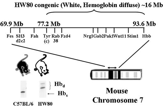 Figure 1. Balb/c-derived murine chromosome 7 fragment that defines C57BL/6 and HW80 congenic mice. The STAT5ab–/– C57BL/6 background mouse was crossed onto the HW80 congenic background. Although these mice are very similar, some genetic differences are obvious. C57BL/6 mice have the wild-type tyrosinase gene resulting in black coat color, whereas HW80 congenics have the tyrosinase (c) gene albino mutation that results in white coat color and pink eyes. Another difference between the 2 congenic strains is in the hemoglobin locus. The C57BL/6 mice express an Hbs variant and the HW80 mice express an Hbd variant. These differences are of no consequence for transplantation into lethally irradiated recipients and thus can serve as a useful marker for donor engraftment. However, the role of other genes within this chromosome 7 fragment has not been characterized in terms of HSC biology.