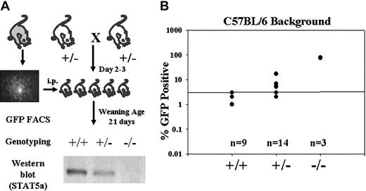 Figure 2. Nonablated newborn mouse injection strategy and GFP expression analysis of STAT5ab–/– C57BL/6 recipient mice. (A) STAT5ab+/– mice were mated to yield STAT5ab–/– pups. Because STAT5ab–/– mice typically survive at much less than a 1:4 ratio, we injected a large number of newborn mice to ensure that STAT5ab–/– mice would be available for analysis. These newborn pups were injected at 2 to 3 days after birth with adult BM cells harvested from GFP transgenic donor mice. At the time of weaning, mice were genotyped and analyzed by fluorescence-activated cell sorting (FACS) for GFP expression. The bottom of panel A shows the results of representative Western blot for STAT5a expression in brain tissue of wild-type, heterozygote, and STAT5ab–/– mice. (B) GFP expression in peripheral blood leukocytes of mice of different genotypes is shown for mice analyzed 28 weeks following injection. The GFP expression level was inversely correlated with the expression level of STAT5a in these mice. The number of mice injected in each group is shown below because many circles are overlapping. The genotypes of each group are shown below the graph.