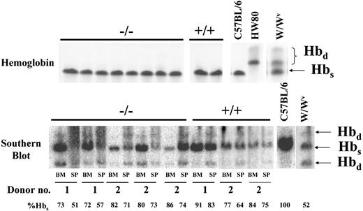 Figure 4. Engraftment of C57BL/6 background STAT5ab–/– BM cells following injection into nonirradiated W/Wv hosts. To determine whether STAT5ab–/– BM cells could engraft into W/Wv mice, we injected in 3 separate transplants donor STAT5ab–/– (n = 4) or wild-type (n = 3) BM cells into nonirradiated W/Wv recipients. The mice were analyzed 20 weeks after injection by hemoglobin electrophoresis for the relative level of donor cell engraftment (top panel). Shown on the right are Hbs, Hbd, and W/Wv controls. The engraftment level was also confirmed at the DNA level in BM and spleen (SP) tissues from 5 primary recipients of STAT5ab–/– BM and 3 primary recipients of wild-type BM derived from 2 different donors. Donor number below each set indicates which of the primary recipients were from the same donor mouse. The percentage of Hbs is also shown below each lane to indicate the level of donor C57BL/6 contribution. Analysis was done by Southern blot for the donor hemoglobin type (bottom panel). An Hbs control is shown on this blot. Although the loading of lanes was not equal, this did not preclude densitometry analysis of individual lanes for the percentage contribution of Hbs and Hbd.