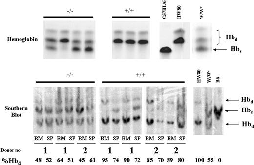 Figure 5. Engraftment of HW80 congenic STAT5ab–/– BM cells following injection into nonirradiated W/Wv hosts. To determine whether the congenic background would alter the HSC repopulating ability in W/Wv hosts, BM cells were isolated from HW80 STAT5ab–/– congenic mice (n = 4) or wild-type HW80 mice (n = 4) and injected in 3 separate transplants into W/Wv hosts. As a control, wild-type HW80 bone marrow cells were injected into W/Wv recipients. Engraftment levels were determined by hemoglobin electrophoresis 17 weeks following injection. At the right are Hbs, Hbd, and W/Wv controls. At the time of death, BM and spleen tissue was collected from transplanted mice injected on 2 separate occasions with either STAT5ab–/– (n = 3) or wild-type (n = 4) BM cells. Donor number below each set indicates which of the primary recipients were from the same donors. Mice were analyzed for the donor engraftment by Southern blot using a hemoglobin probe. The percentage of Hbd is also shown below each lane to indicate the level of donor HW80 contribution. Hbs, Hbd, and W/Wv controls are shown on this blot.