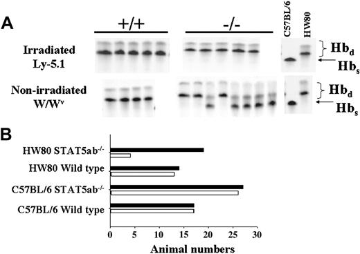 Figure 6. Comparison of engraftment with HW80 background BM cells following injection into either irradiated or nonirradiated hosts. (A) To determine engraftment levels of STAT5ab–/– or wild-type HW80 BM cells into irradiated hosts, mice were given transplants and peripheral red blood cells were analyzed by hemoglobin electrophoresis for the Hbd contribution 12 weeks following injection. This was compared with injection of the same donor BM cells into W/Wv hosts, in the absence of any myeloablative conditioning. Each lane on the hemoglobin gels represents a single mouse. (B) Summary of the engraftment efficiency for HW80 and C57BL/6 mice of either the wild-type or STAT5ab–/– genotype. ▪ represents the total number of injected W/Wv mice, and □ the number of those injected that actually showed engraftment by hemoglobin electrophoresis.